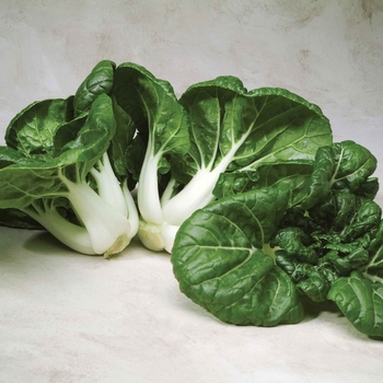 Brassica - 'Toy Choy F1' Pak Choi