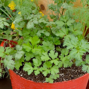 Herb - 'Mixed Herb Container' 