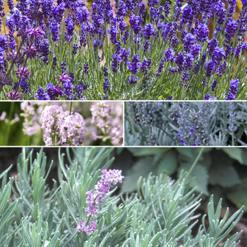 Lavandula - 'Multiple Varieties' Lavender