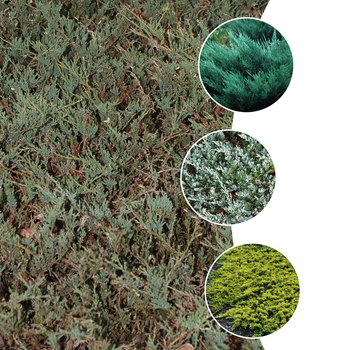 Juniperus horizontalis - 'Groundcover Juniper' 