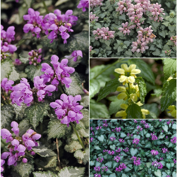Lamium - 'Multiple Varieties' Deadnettle