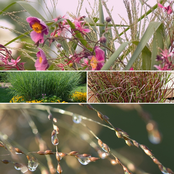 Panicum virgatum - Assorted Switch Grass