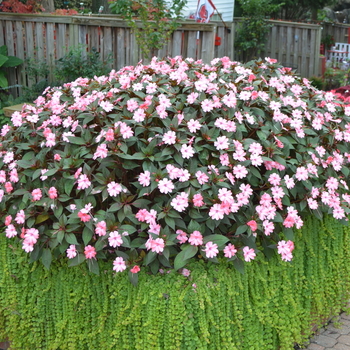 Impatiens - SunPatiens® Blush Pink