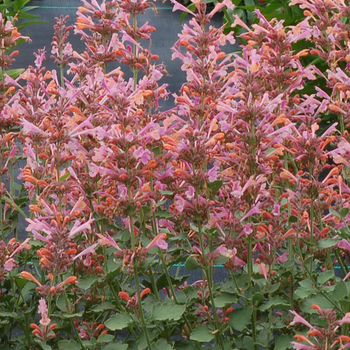 Agastache (Hummingbird mint) - Kudos™ 'Ambrosia'