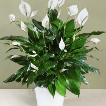 Spathiphyllum - 'Mojo™' Peace Lily