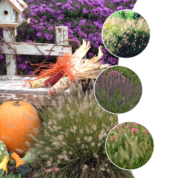 Pennisetum - 'Multiple Varieties' Ornamental Grass