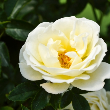 Rosa - 'Popcorn Drift®' Rose