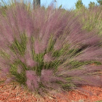 Muhlenbergia capillaris - Muhlygrass