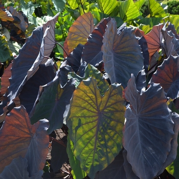 Colocasia esculenta - 'Black Ruffles' Elephant's Ear
