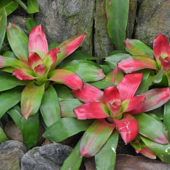 Neoregelia - 'Green Apples' Bromeliad