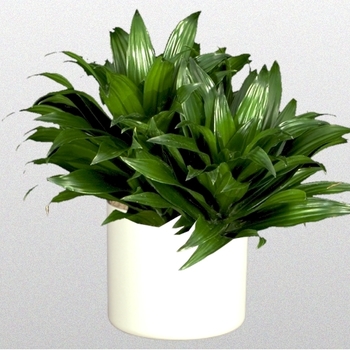 Dracaena deremensis - 'Green Jewel' Corn Plant
