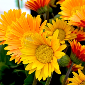 Gerbera (Gerbera Daisy) - Garvinea® 'Sweet Honey'