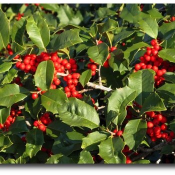 Ilex - 'Festive™' Red Holly