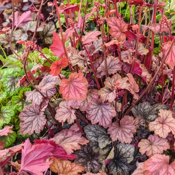 Heuchera - 'Carnival Watermelon' Coral Bells