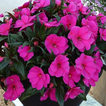 Impatiens - 'Magnum Blue' New Guinea Impatiens