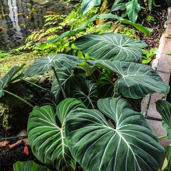 Philodendron gloriosum - Velvet Leaf Philodendron
