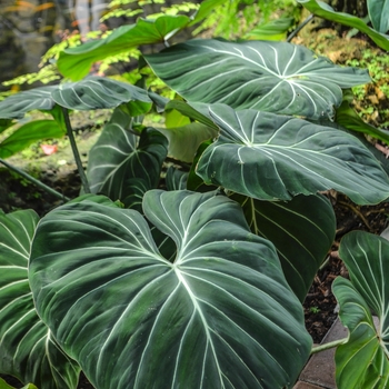 Philodendron gloriosum - Velvet Leaf Philodendron