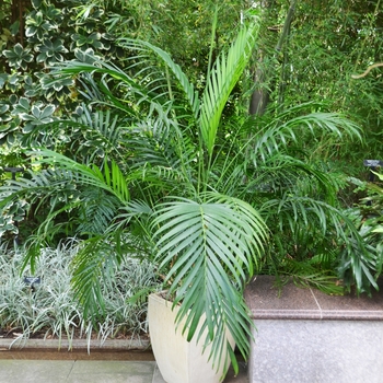 Chamaedorea cataractarum - Cascade Palm