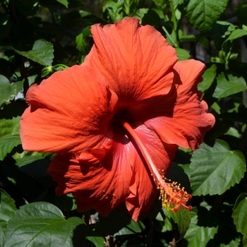 Hibiscus rosa-sinensis - Red Tropical Hibiscus