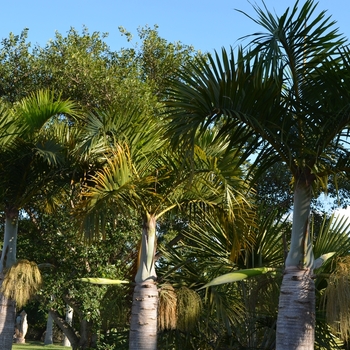 Hyophorbe verschaffeltii - Spindle Palm