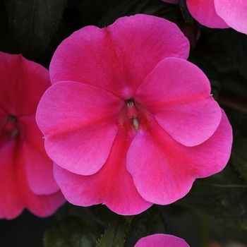 Impatiens (Interspecific impatiens) - Bounce™ 'Pink Flame'