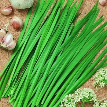 Allium tuberosum - 'Geisha' Garlic Chives