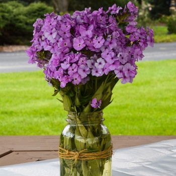 Phlox - 'Opening Act Blush'