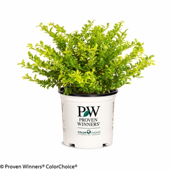 Ilex crenata - 'Brass Buckle®' Japanese Holly