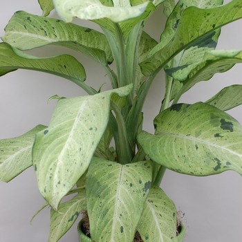 Dieffenbachia - 'Camouflage' Dumb Cane
