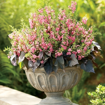 Angelonia (Summer Snapdragon) - Angelface® 'Perfectly Pink'