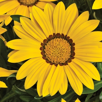 Gazania rigens (Treasure Flower) - Big Kiss™ 'Yellow'