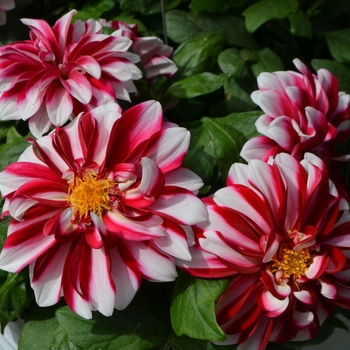 Dahlia - Starsister® Red Stripes