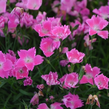 Dianthus gratianopolitanus (Pink Carnation) - Kahori® 'Pink'