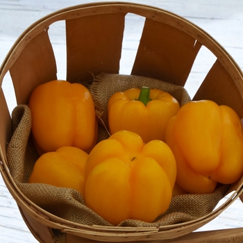 Capsicum annuum - Yellow Bell Pepper