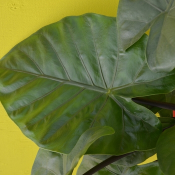 Alocasia - 'Dark Star' Elephant Ears