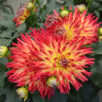 Dahlia - LaBella® 'Maggiore Fire'