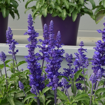 Salvia farinacea (Mealycup Sage) - Sallyfun™ 'Deep Ocean'