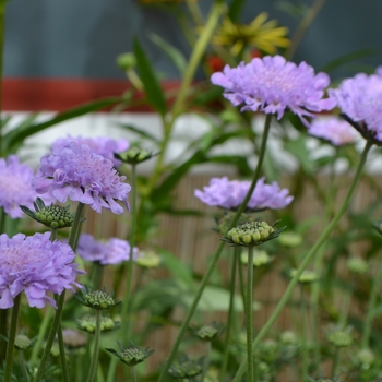 Scabiosa columbaria (Pincushion Flower) - Flutter™ ''Deep Blue''
