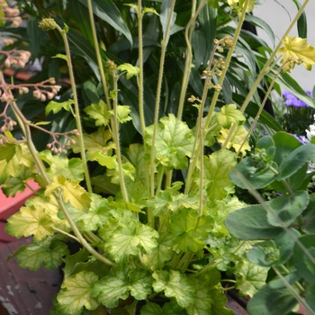 Heuchera - 'Carnival Limeade' Coral Bells