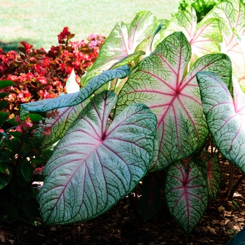 Caladium - 'Summer Breeze' Fancy-leaf Caladium