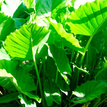 Alocasia odora - 'California' Elephant Ear