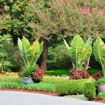 Alocasia wentii - 'Regal Shields' Elephant's Ear