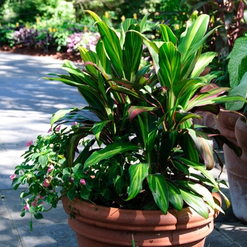 Cordyline fruticosa - 'Exotica' Ti Plant