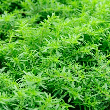 Satureja montana - Winter Savory