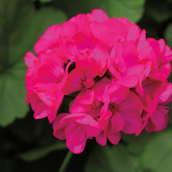 Pelargonium (Interspecific Geranium) - Calliope® Medium Deep Rose