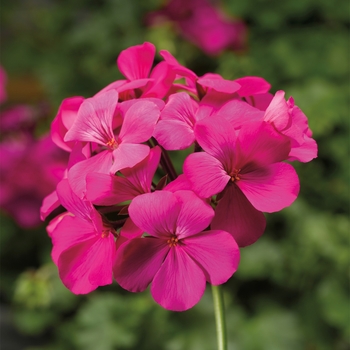 Pelargonium (Interspecific Geranium) - Caliente® 'Lavender Imp'