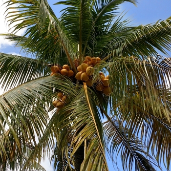 Cocos nucifera - Coconut Palm