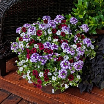 Combination Planter () - Kwik Kombos™ 'Old Glory™ Mix'