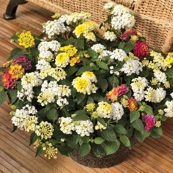 Combination Planter () - Kwik Kombos™ 'Bandana® Lemon Meringue™ Mix'