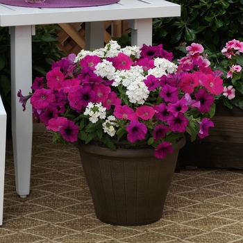 Combination Planter () - Seedsations™ 'Raspberry Tart™ Mix'